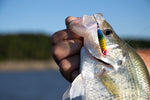 Load image into Gallery viewer, RAINBOW - Jelifish USA Snagless Crappie Bomb®
